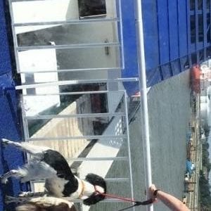 DFDS Kiel