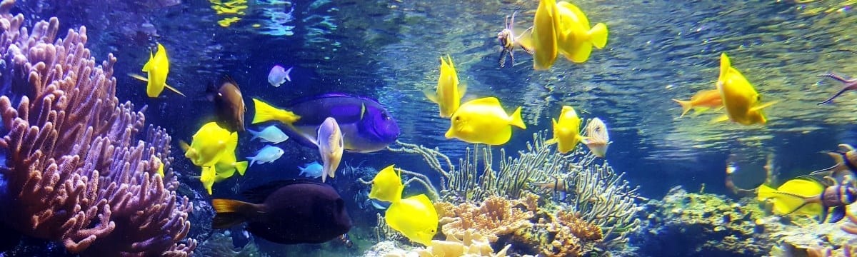 The National Aquarium, Baltimore, Maryland, US