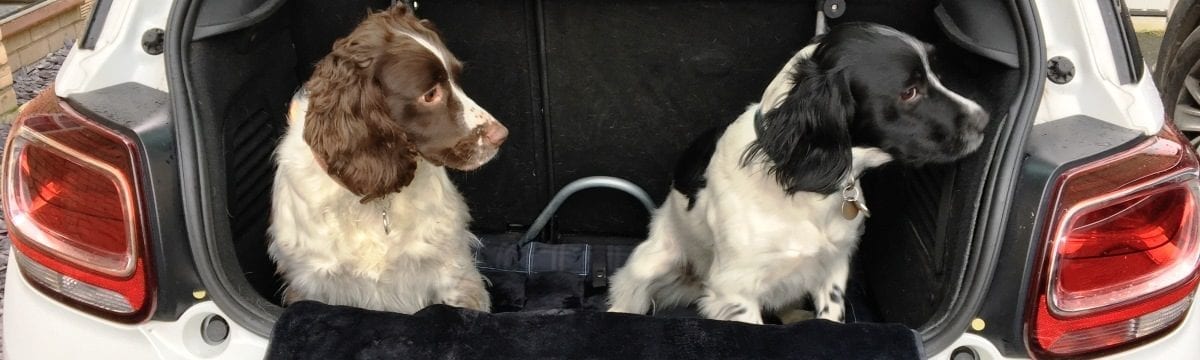 Tips for Travelling Overseas with your Pets: What We’ve Learned So Far …