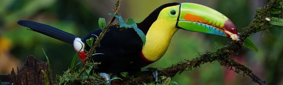 Bucket List Dreams: Planning a Costa Rican Family Adventure