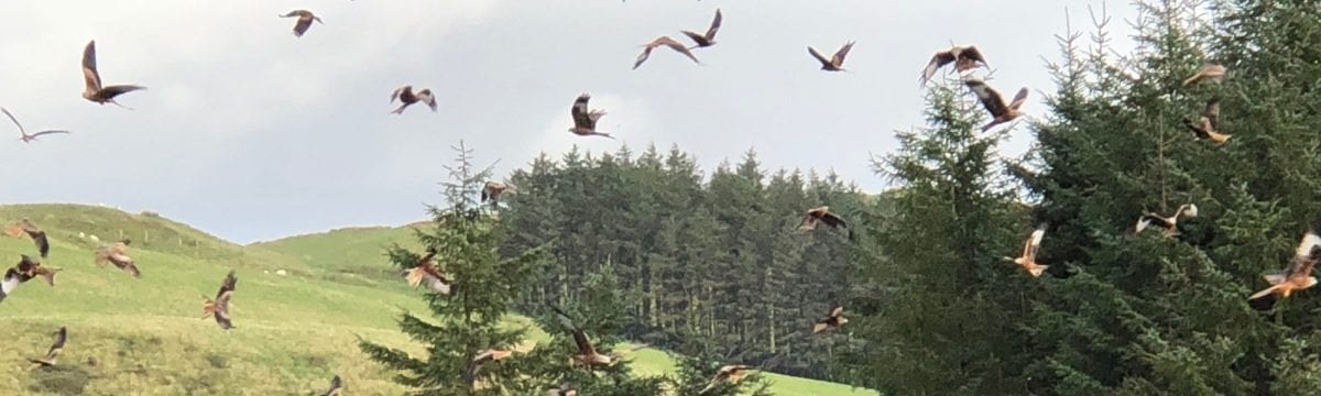 Red Kite Feeding at Bwlch Nant Yr Arian Nature Reserve, Wales