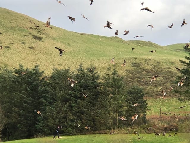Red kite