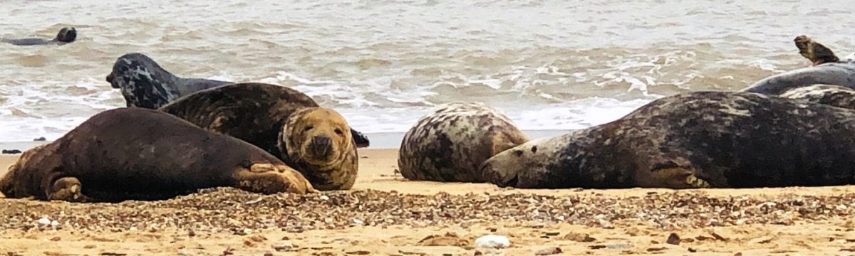 Visiting the Grey Seals of Horsey Gap, Norfolk
