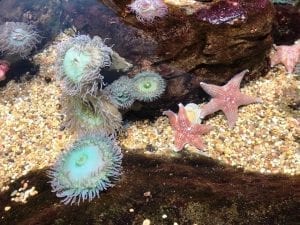 Aquarium