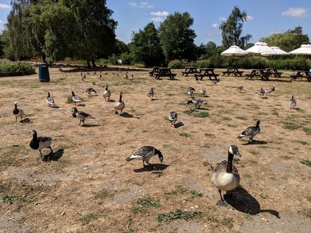 Pensthorpe