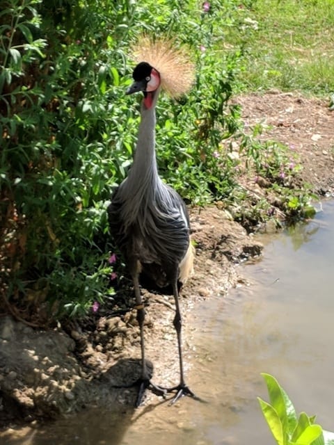 Pensthorpe