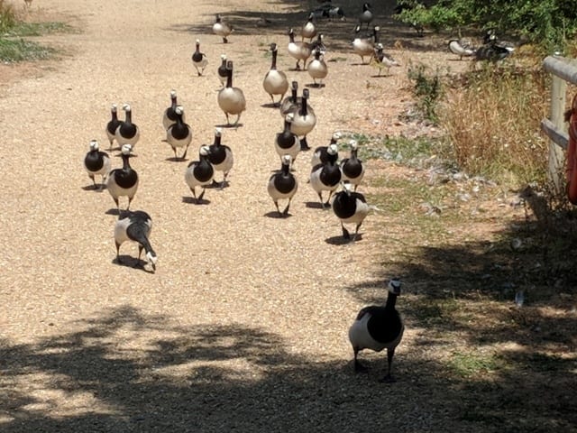 Pensthorpe