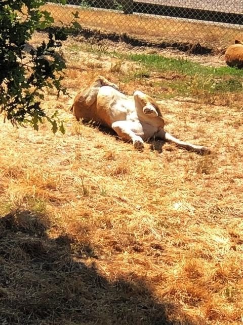 Africa Alive!