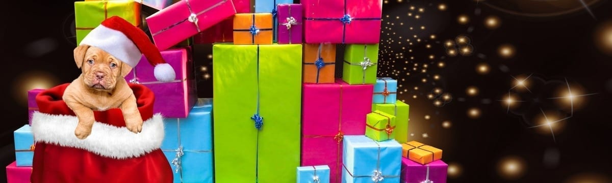 A Dog’s Christmas Wish List