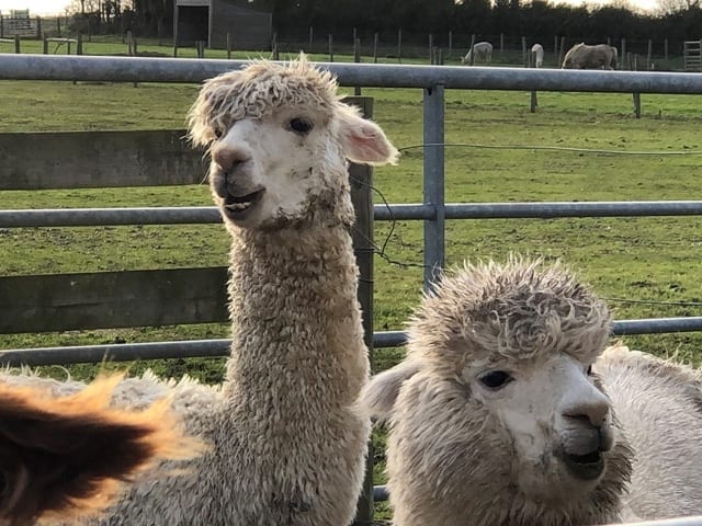 alpacas