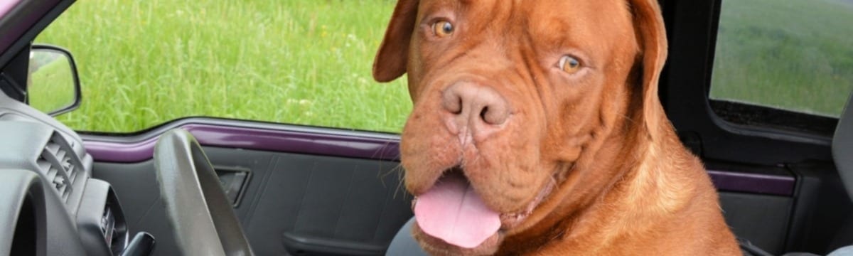 Essential Tips For A Road Trip With Rover