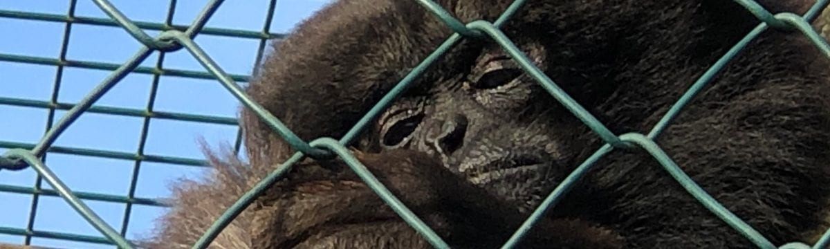 The Sanctuary that is Monkey Haven, Isle of Wight