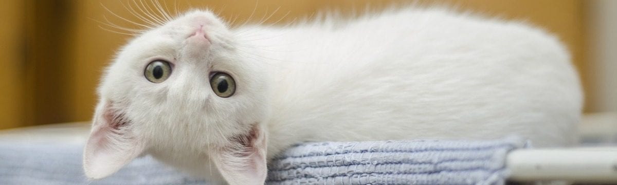 Some Simple Tips for Rescuing a Cat