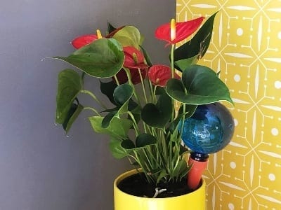 Plantpal
