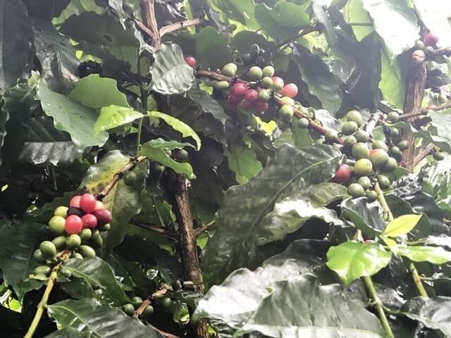 La Fortuna Costa Rica coffee cherries
