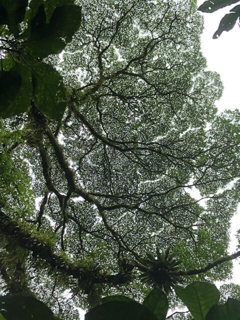 La Fortuna Costa Rica rainforest canopy