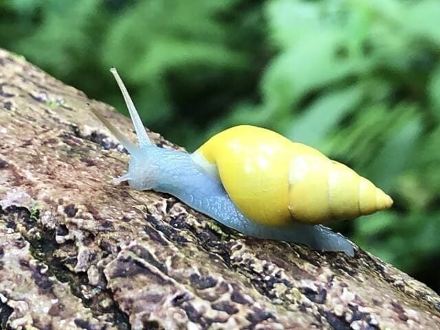 La Fortuna Costa Rica snail