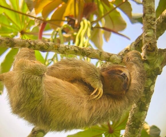 La Fortuna Costa Rica sloth
