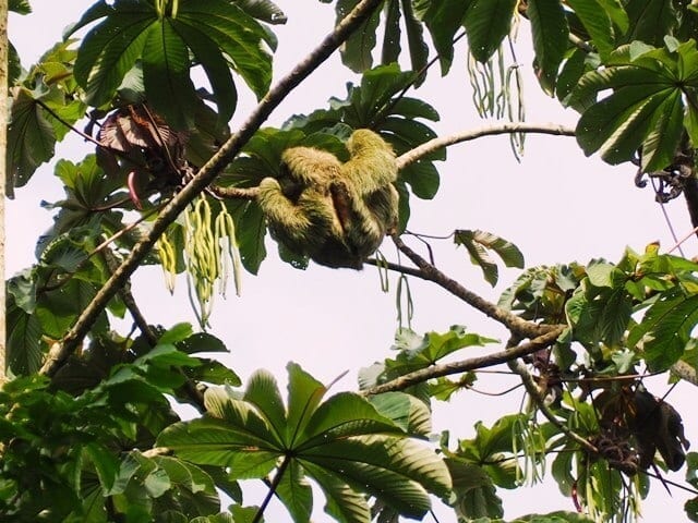 La Fortuna Costa Rica sloth