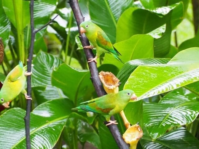 La Fortuna Costa Rica birds