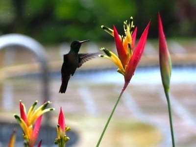 La Fortuna Costa Rica Hummingbird