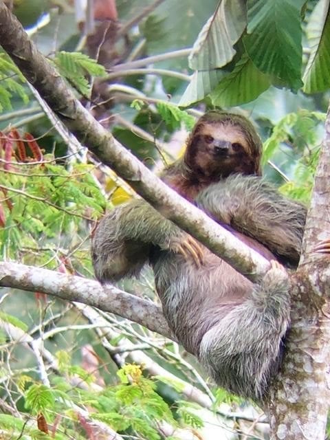 La Fortuna Costa Rica sloth