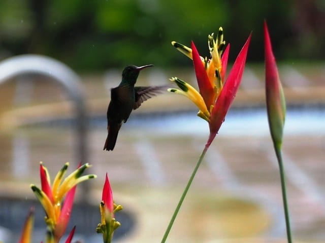 La Fortuna Costa Rica hummingbird