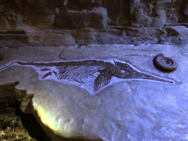 Fossil