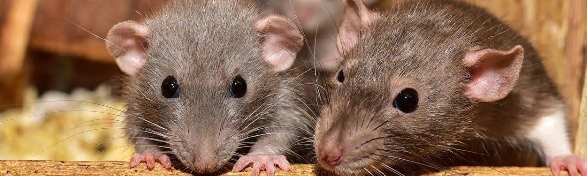Rats, Mice and Bed Bugs … a Family Emergency?