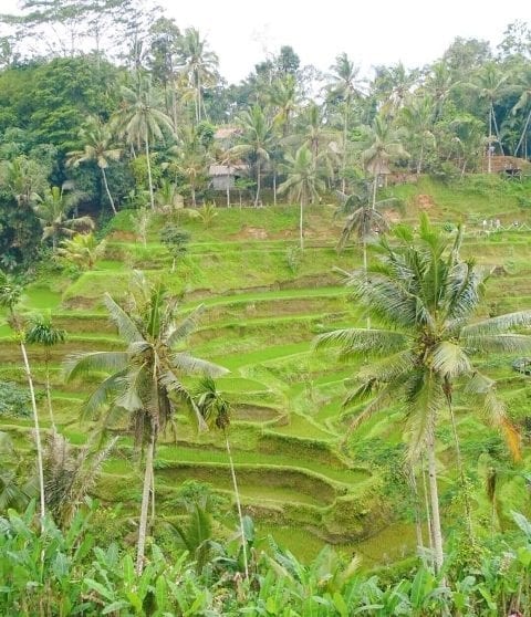 Rice terraces in Bali