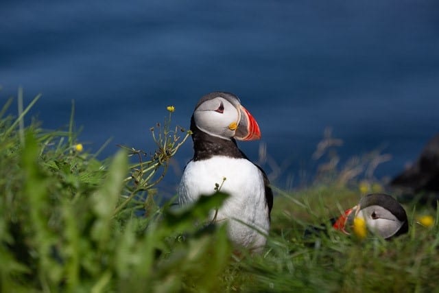 Puffins