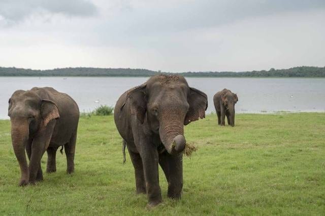 Sri Lanka Kaudulla
