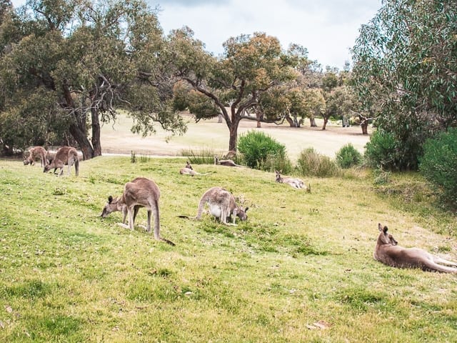 Anglesea Golf Club