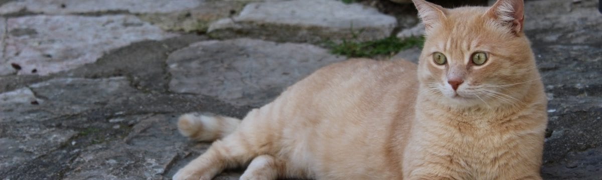 Simple Ways to Making Living with a Cat Easier