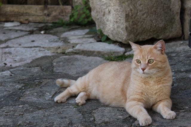 cat