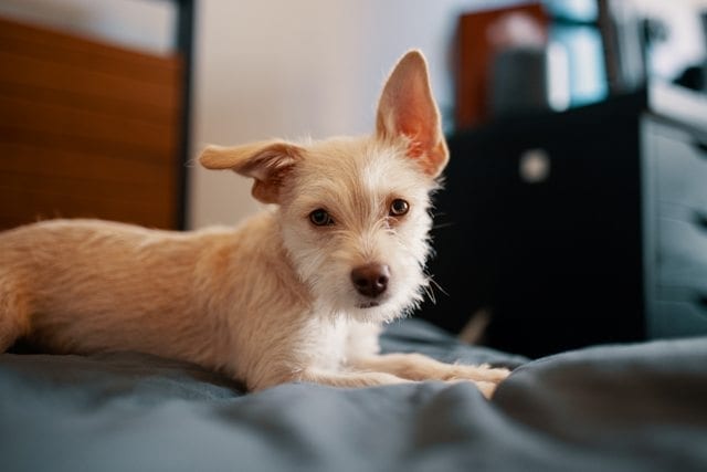 home dog