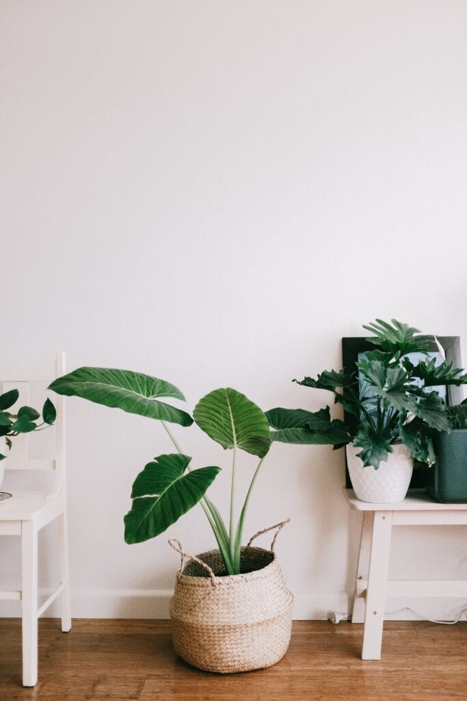 plant