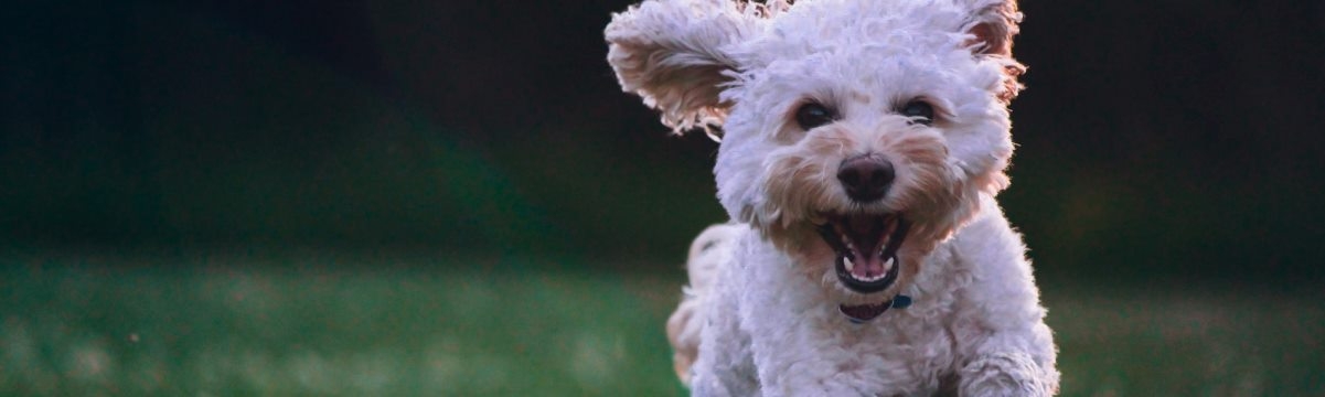 How to Easily Find All the Accessories for Your Dog