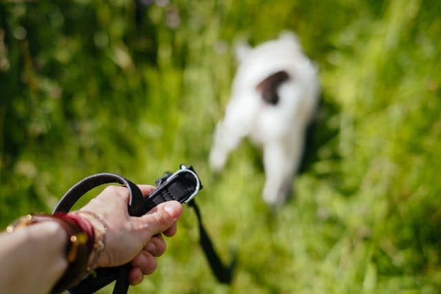 dog accessory