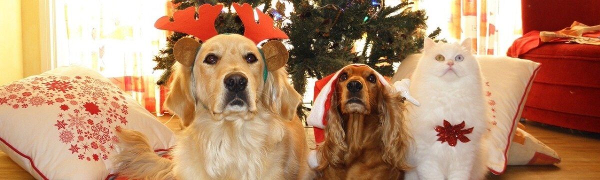 How to Give your Pet a Great Christmas