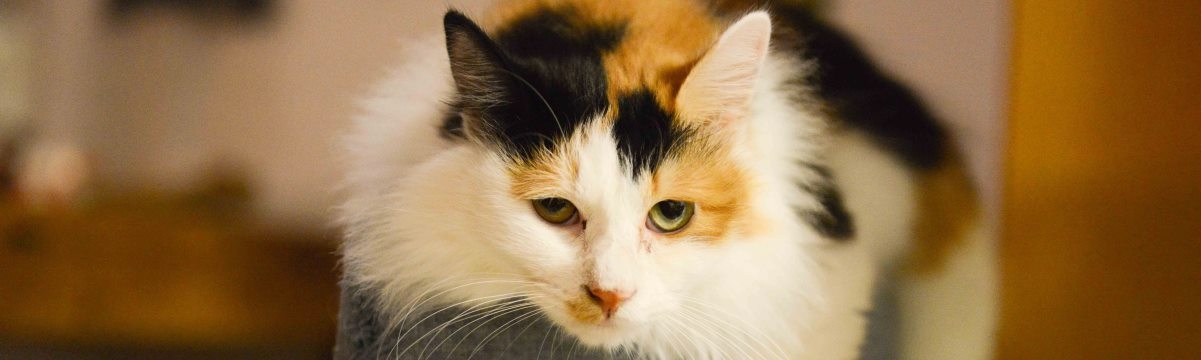 Smart Ways to Protect Your Cat