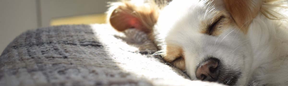 Settling your Pet during a Chaotic Home Move