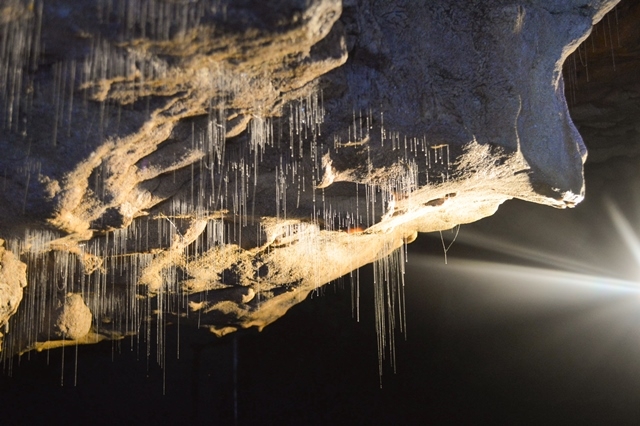 Waitomo Glowworm Caves