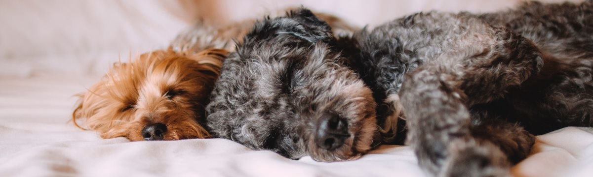 Seven Tips for Getting a Dog