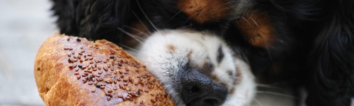 Looking after your Dog’s Diet