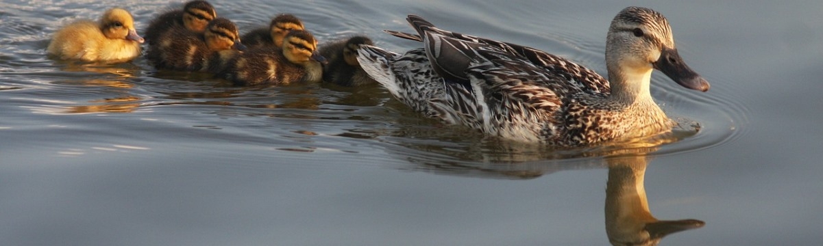 15 Top Tips for a Family Day Out in Spring