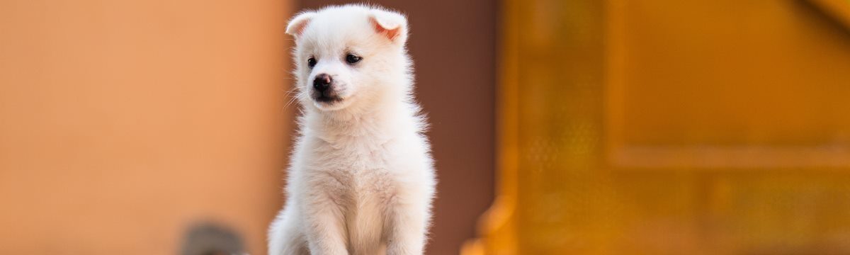 Integrating a New Pet into the Family, Bit by Bit