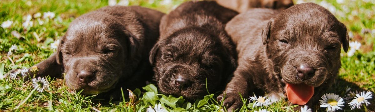 What to Consider When Choosing Where to Get Your New Puppy From