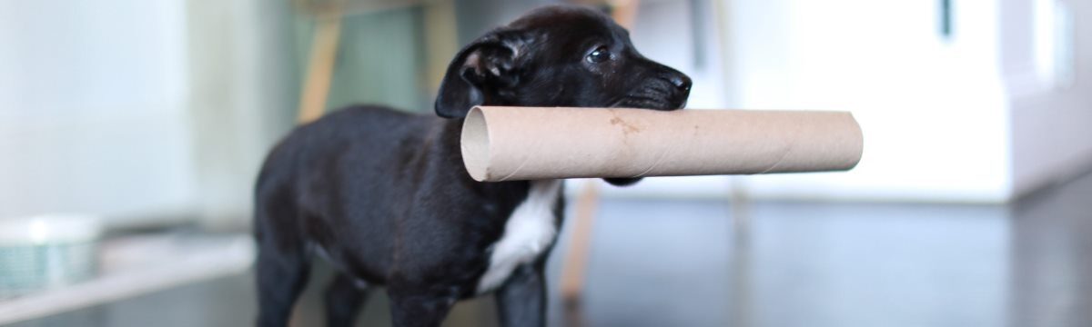 How to Make Homemade Pets Toys