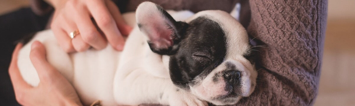 How Puppy Needs Differ from Other Dogs